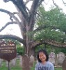 The 600 Year Old Oak Tree