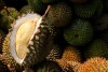 WP: Durians